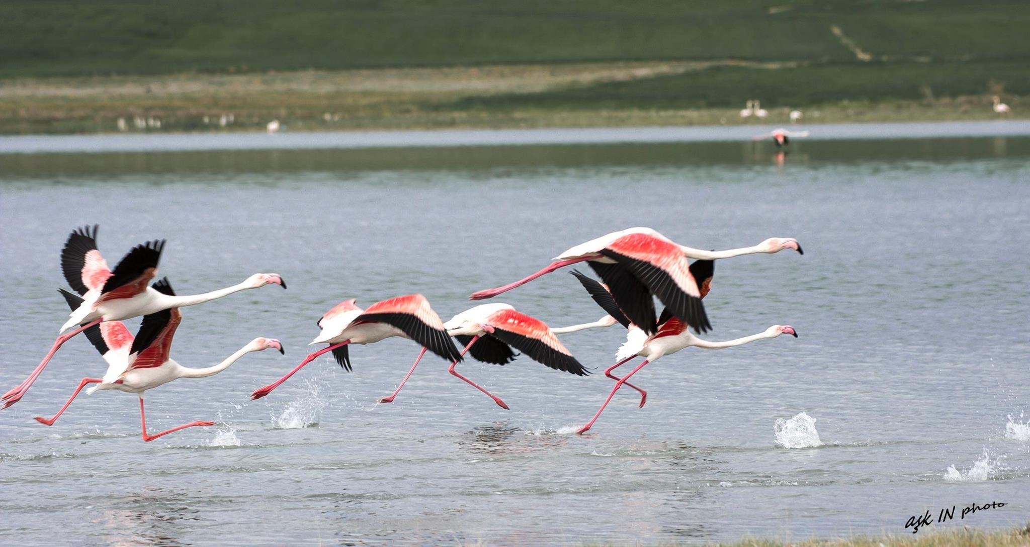 Flamingo